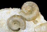 Beautiful Pair Of Ammonites (Cadomites & Stephanoceras) - France #175126-1